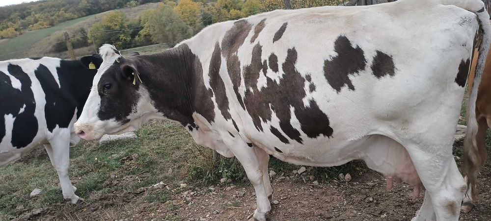 Vand vaca de 12 ani, a fata de sapte luni