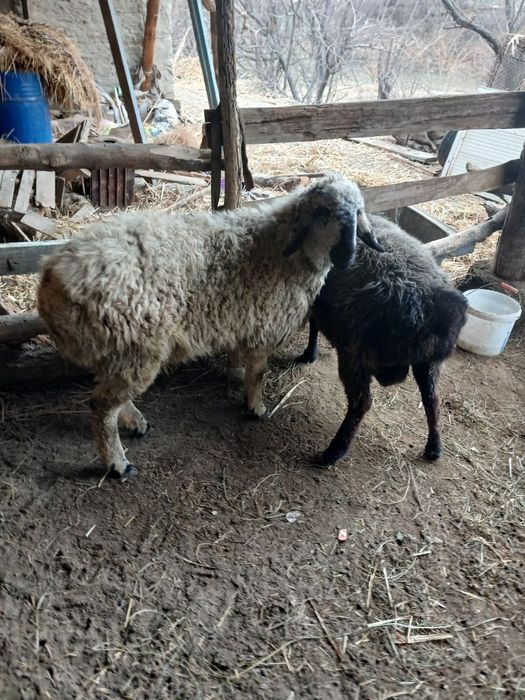 Бир нар Бир мода семиз баррала сотилади