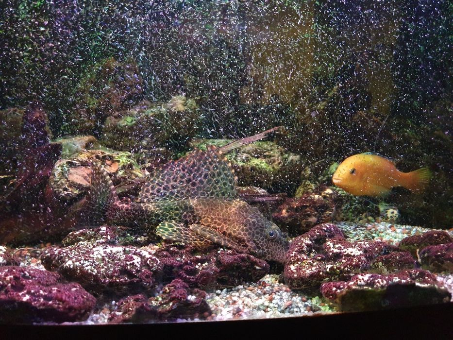 Donez  Cichlid African  15 cm