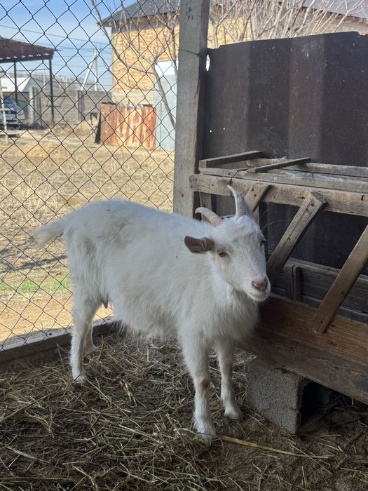 Занен ешкі.Заненский козы