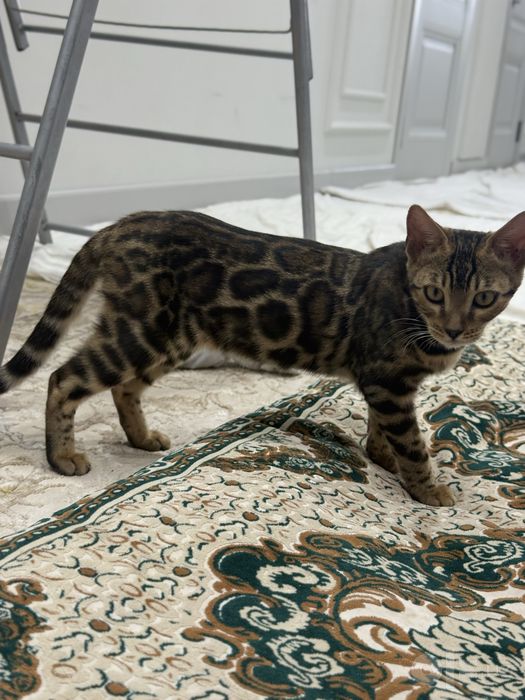 Bengal mushukcha