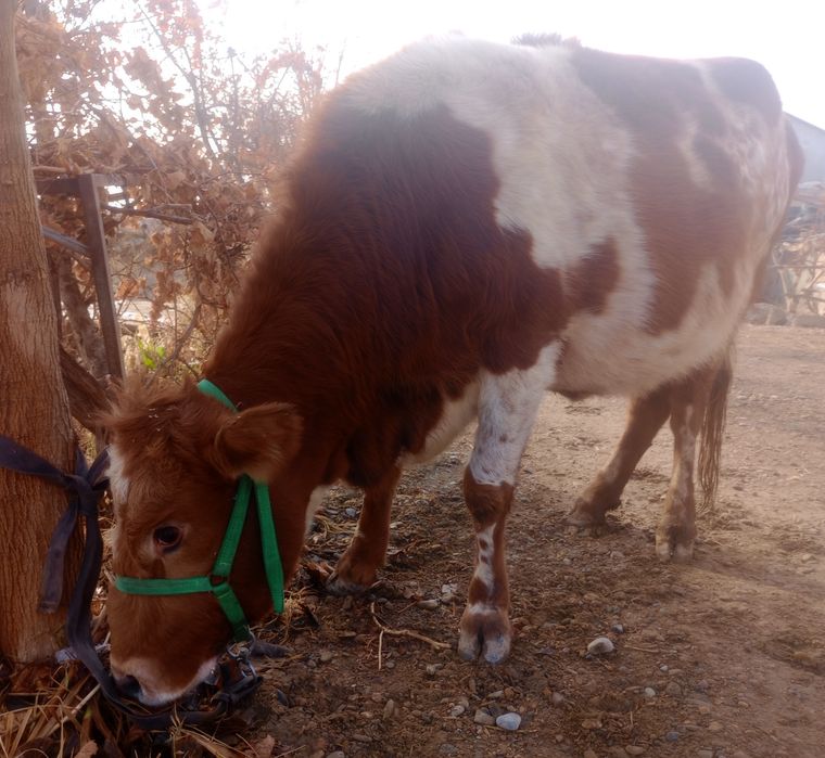 G‘unajin, 7 oylik bug‘o‘z sotiladi