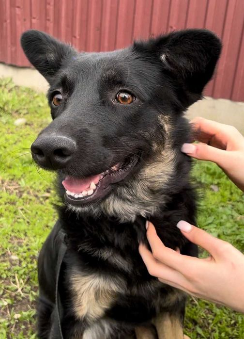 Молодой пёсик Рэмбо ищет дом!