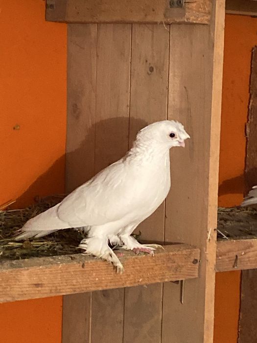 Голуби, кептер оптом по штучно