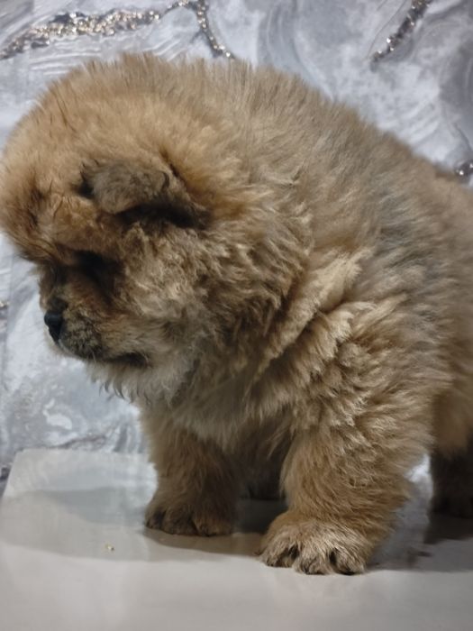 Щенки Чау-чау малыши