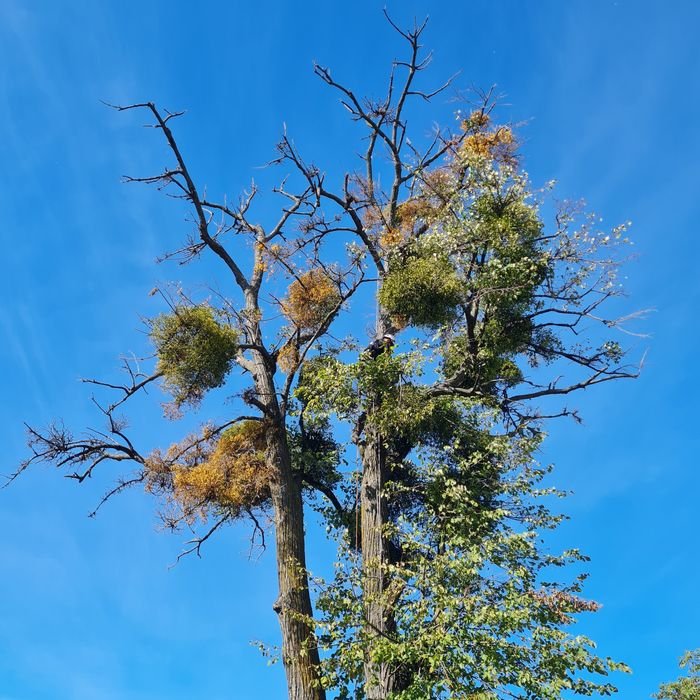 Toaletare taiere arbori periculosi cu alpinisti utilitari