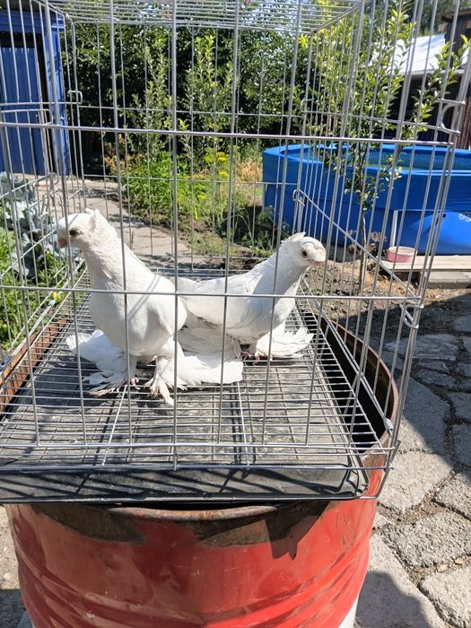 Продам 3 пары голубей