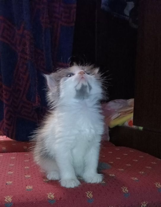 Подарявам котета