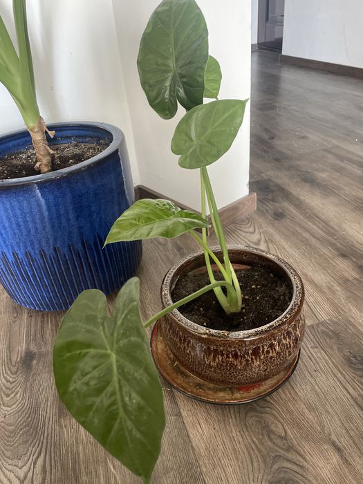 vand Alocasia pui 50cm