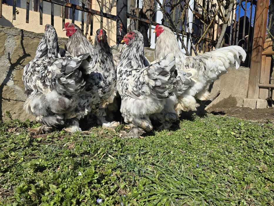 Продавам разплодни яйца от Сплаш Брама [Splash Brahma]