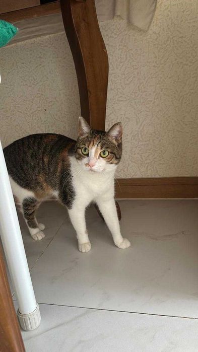 Отдам в хорошие руки