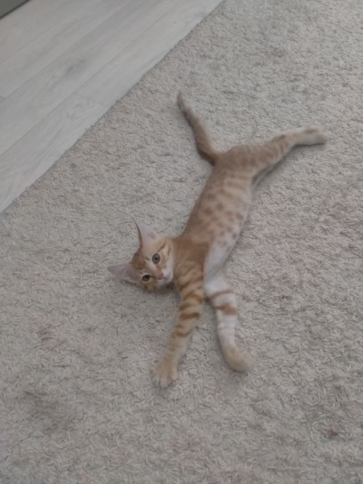 Отдам котенка в добрые руки
