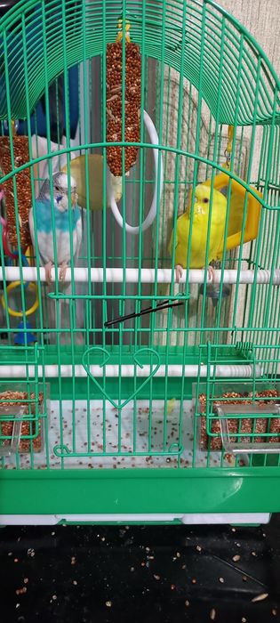 Попугаи   Волнистые   с  клеткой
