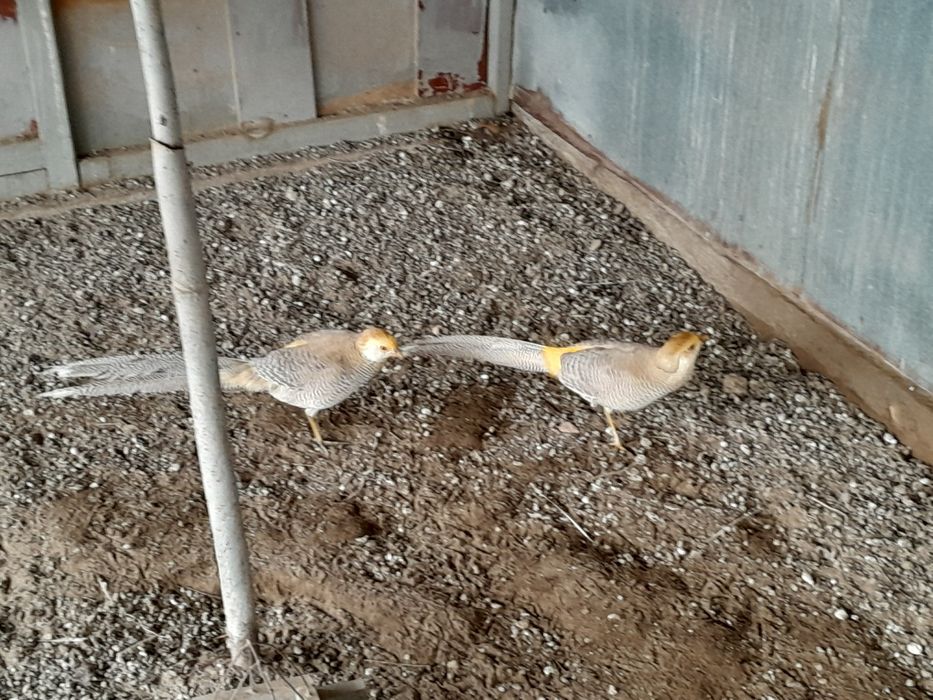 Продам самцов Лимонных Фазанов