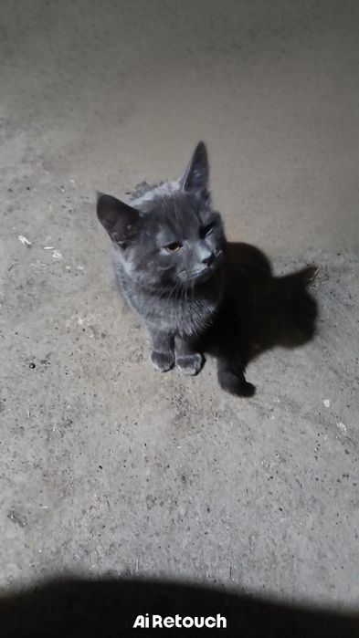 Отдам кошку в хорошие руки!!!