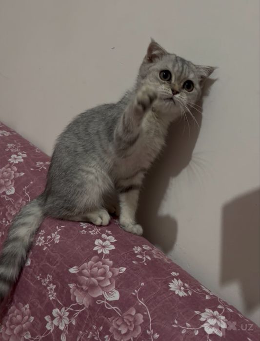 Скоттиш фолд боласи