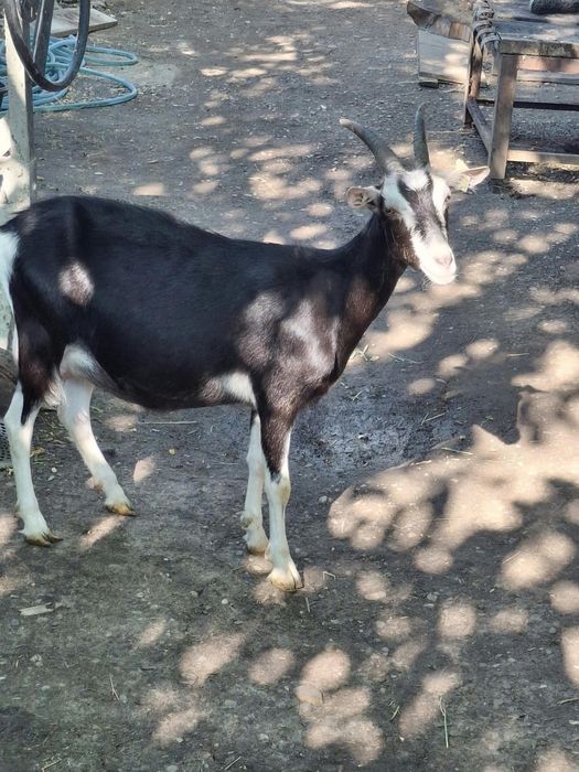 De vânzare caprita tocggenburg