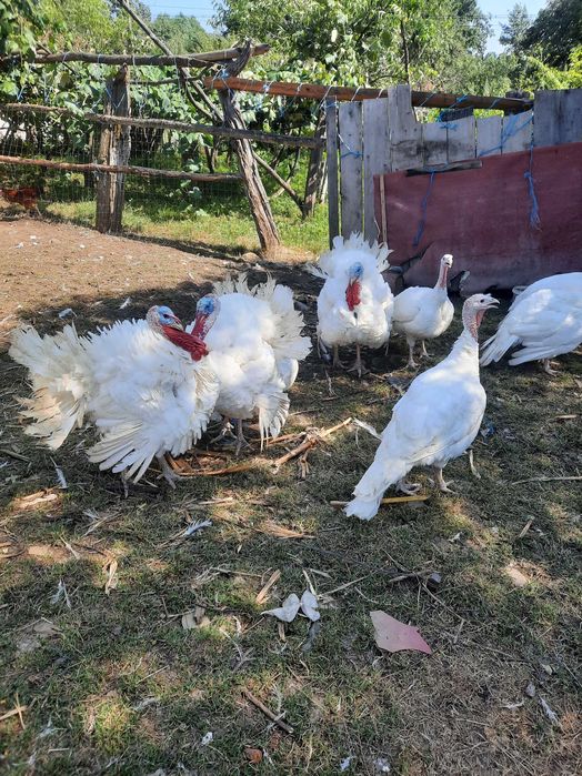 Vand curcanii frumosii