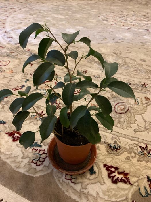 Фикусы разных сортов