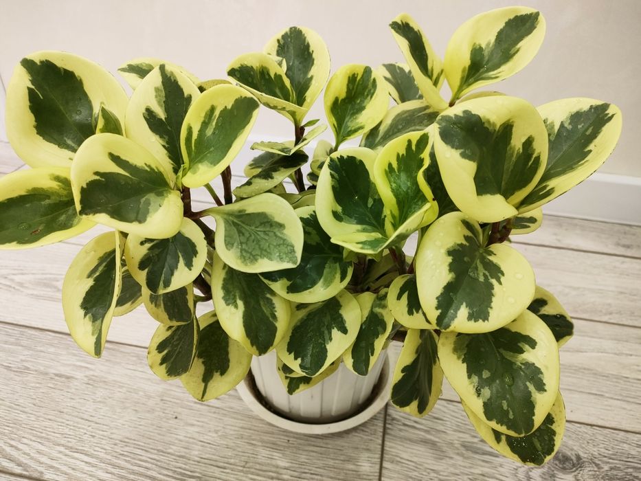 Домашние цветы, доставка