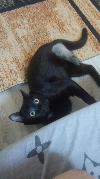 Котик потеряшка ищет своих хозяев