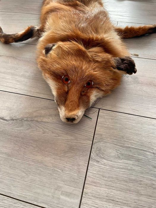 Кожа от лисица -  неизползвана