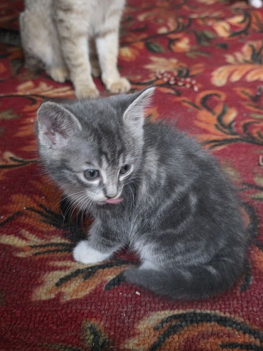Котята отдаются даром Mushukchalar bepulga