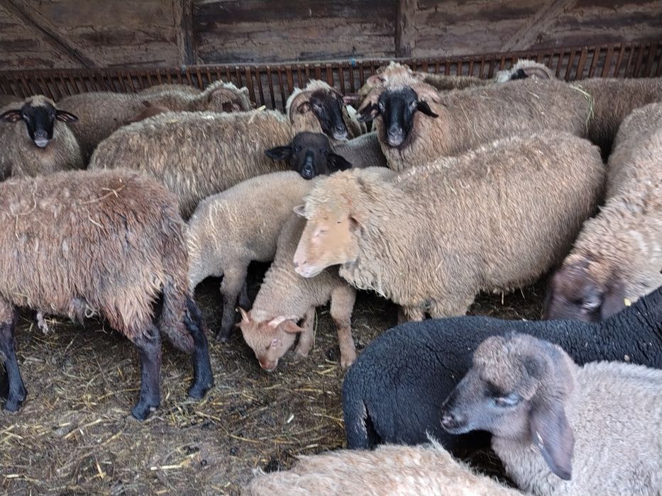Vând 20 de oi cu miei
