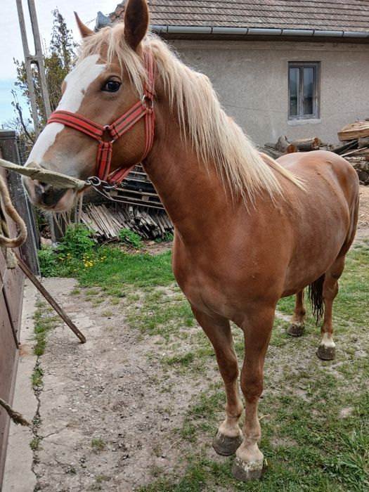 Manza tânără de 18 luni