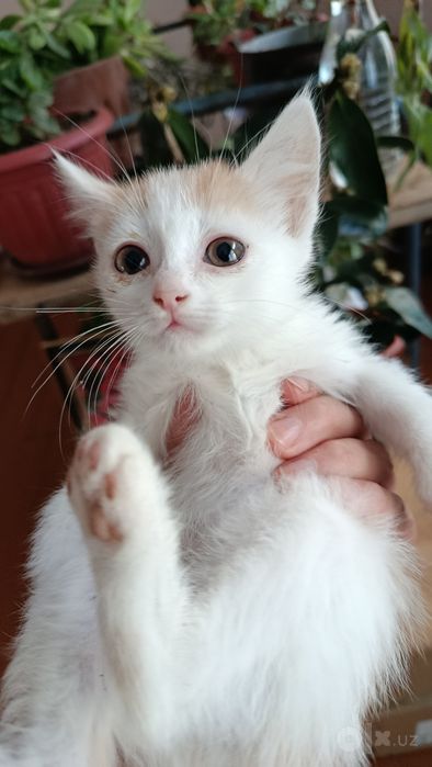 Отдадим в добрые руки!
