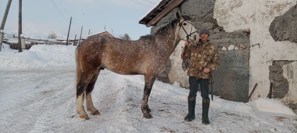 Продам мерина,4 года