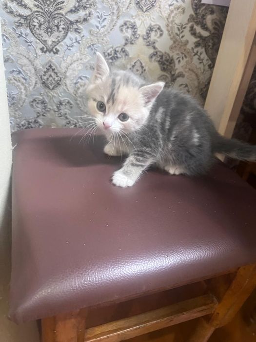 Котята в хорошие руки