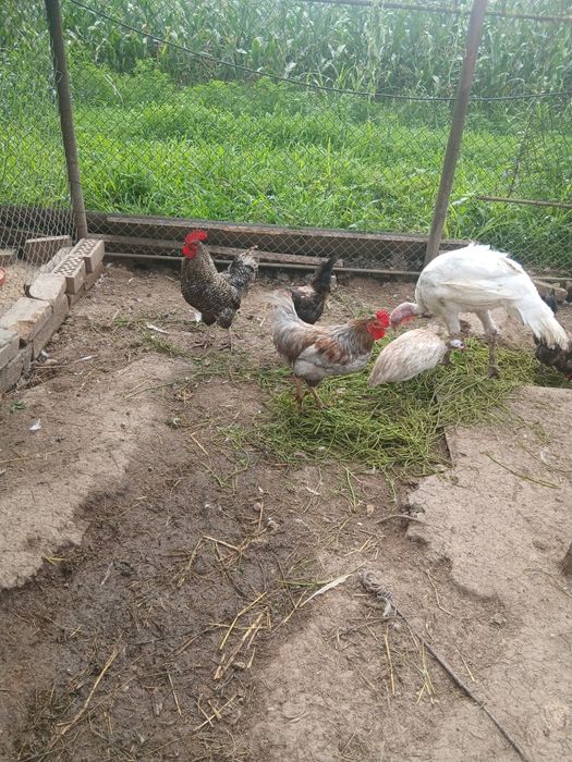 Oua de gasca de rata motate și rata muta pt incubat