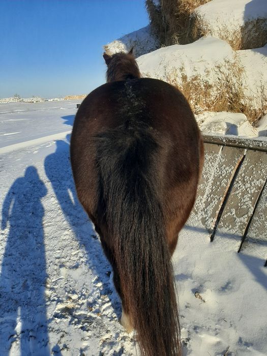 Продаётся мерин обученный