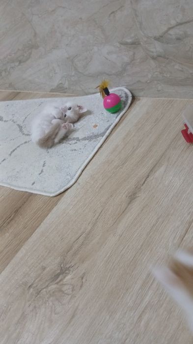 Марғаулар бар. 2 еркек