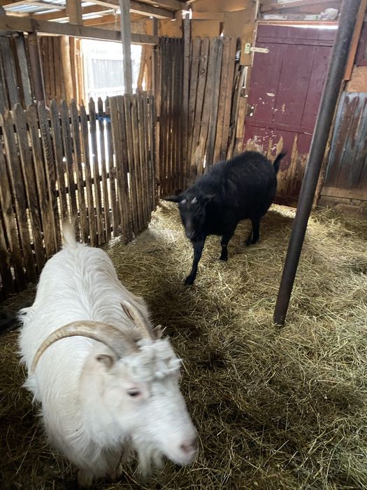 Vand doua capre romanesti si un tap murcian pret negociabil la telefon