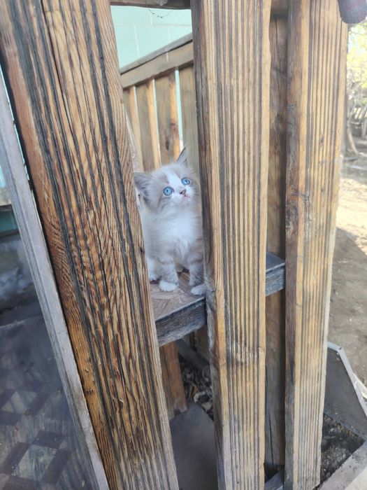Отдам в добрые руки котят