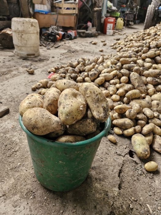 Продам картофель домашний