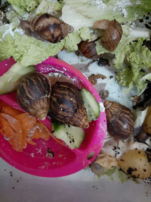 Улитки Ахатины разные