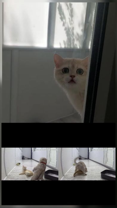Вязка, прямоухих и вислоухих кошечек