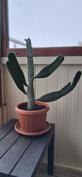 Кактуси, големи, красиви.