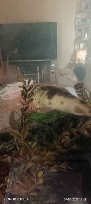 Продам Сомов клариус тигровые