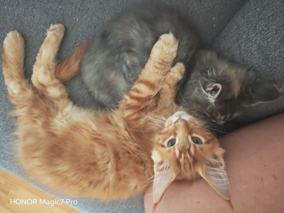 Pui Maine Coon cu pedigree