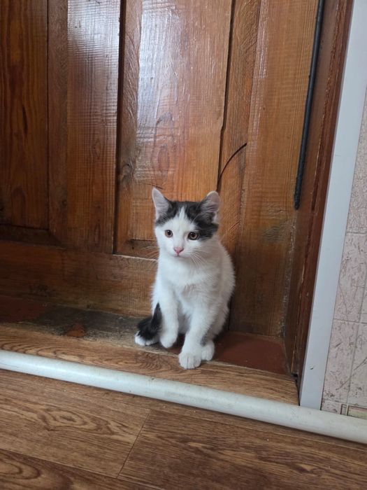 Отдам котенка в хорошие руки