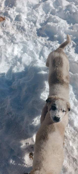 Алабай 2 кушик сатылады