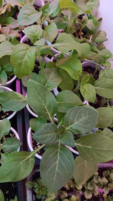 Продам рассаду Петунии СМЕСЬ СОРТОВ