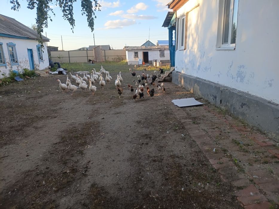 Продам гусей 25шт