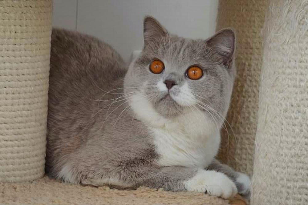 Отдам взрослую кошку