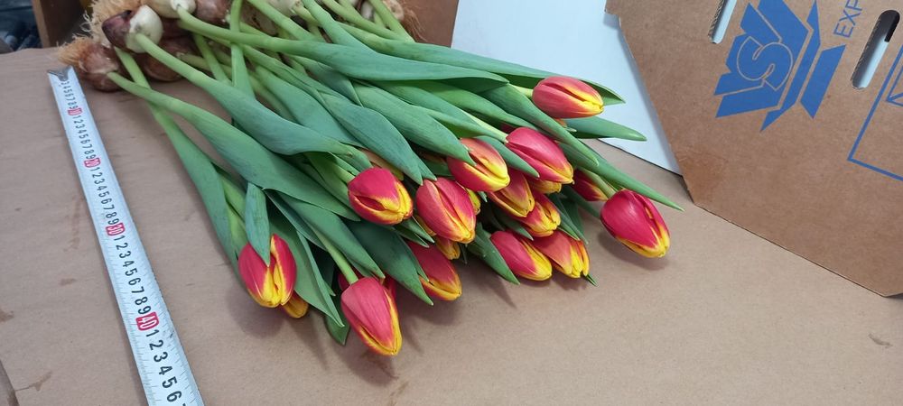 Тюльпаны к 8 марта