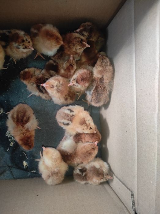 Продам цыплят породы